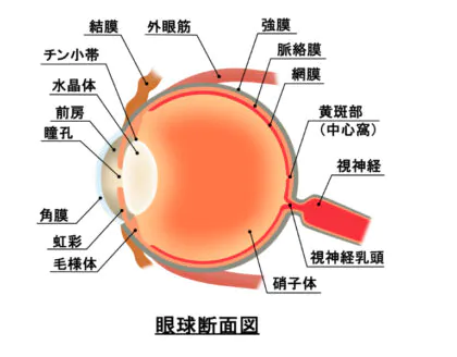 視神経乳頭陥凹拡大